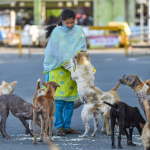 1500x900_394772-guidelines-on-feeding-street-animals-karnataka-high-court-to-give-widespread-awareness-on-the-matter